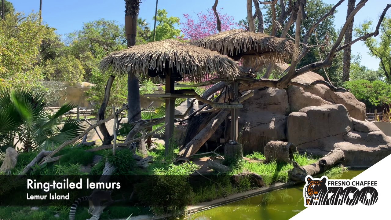 Lemur Island Cam for #MeditationMonday
