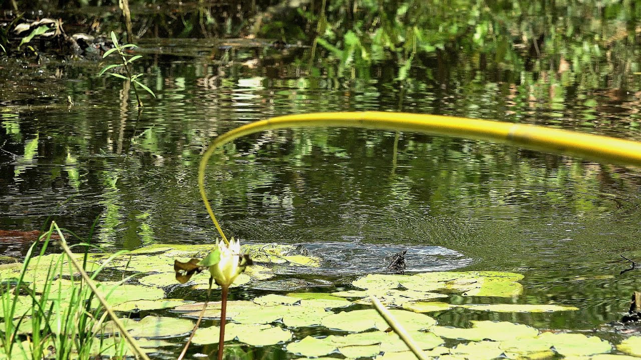 Spot mancing rawa tua ini belum terjamah oleh siapapun  #SG-436