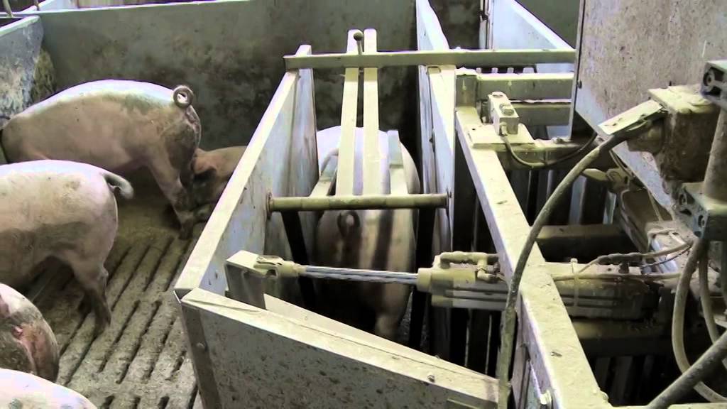 Fodring af økologiske svin