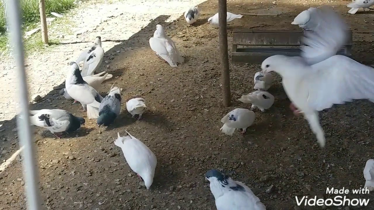 Pellumbat e Mbreti Gjk 2019 Shikim Te Kendshem