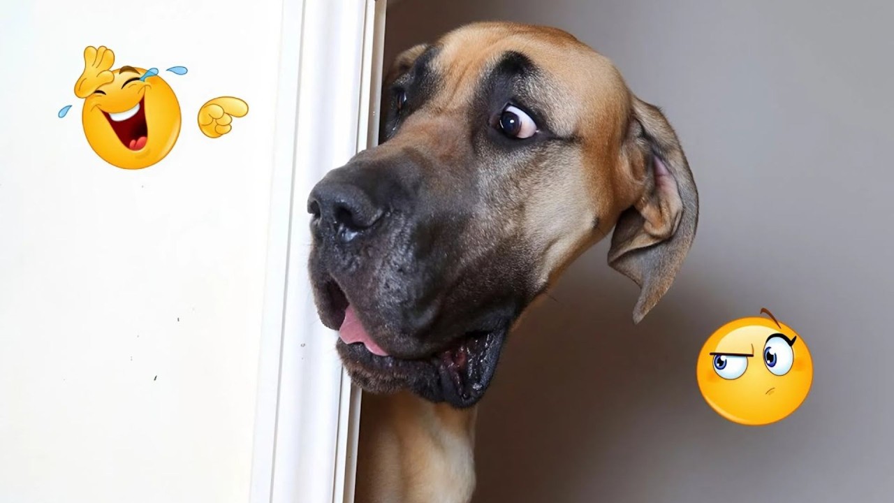 You Can’t Stop Laughing At These Dogs 🤣 FUNNIEST DOGS Video 2026