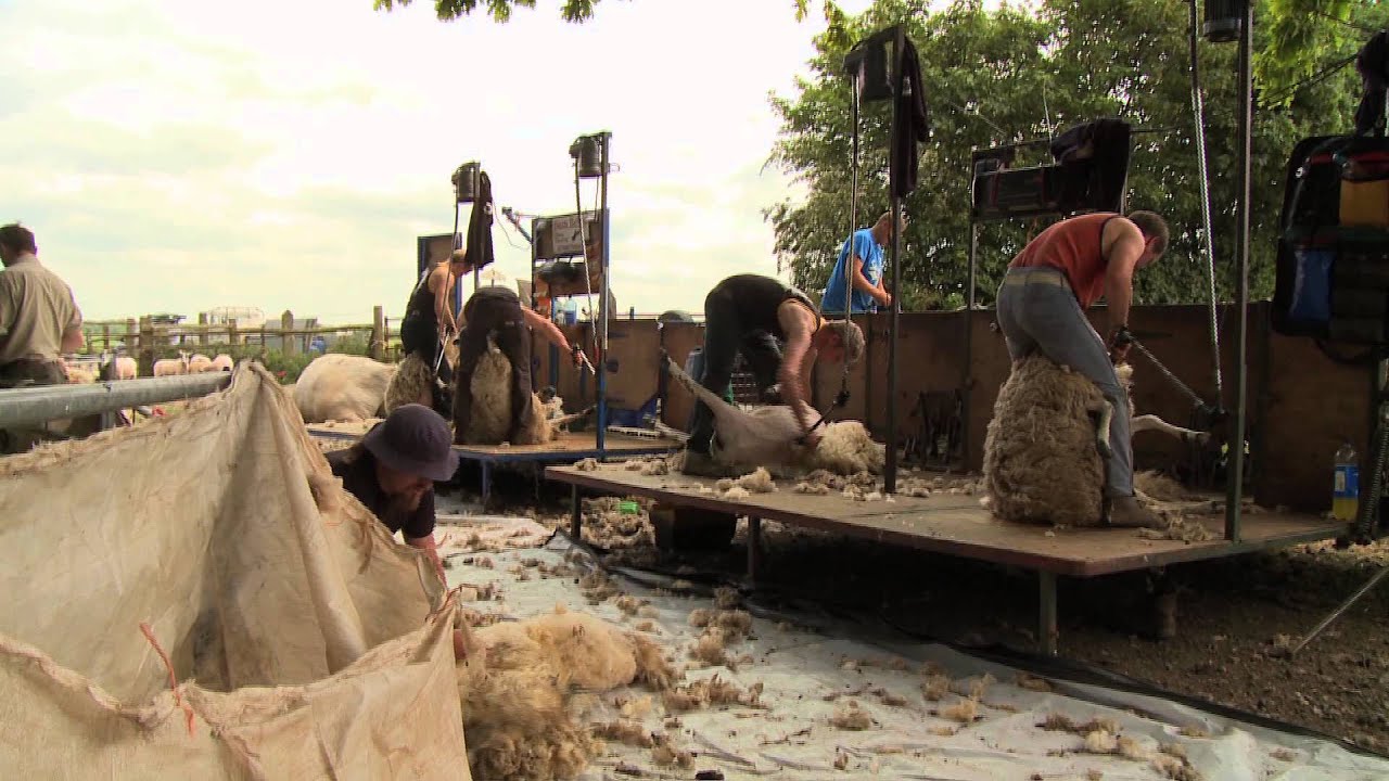 Blood, Sweat & Shears - The Gritty reality of Sheep Shearing HD (Trailer for DVD)