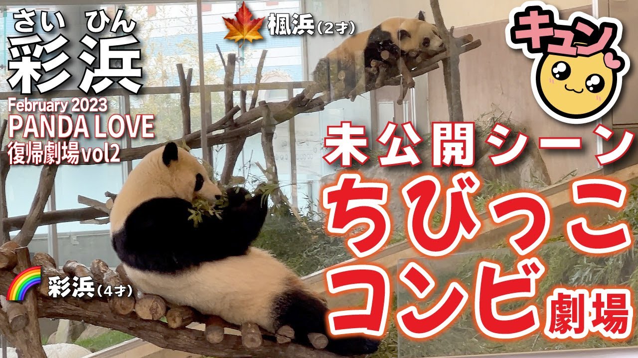 【彩浜&楓浜（さいひん&ふうひん】彩浜🌈PANDA LOVEへカムバックで楓浜🍁との超絶カワイイ😍幻のチビッココンビ結成💕大きなクシャミ連発も🤧思い出の未公開シーンシリーズ🎞️