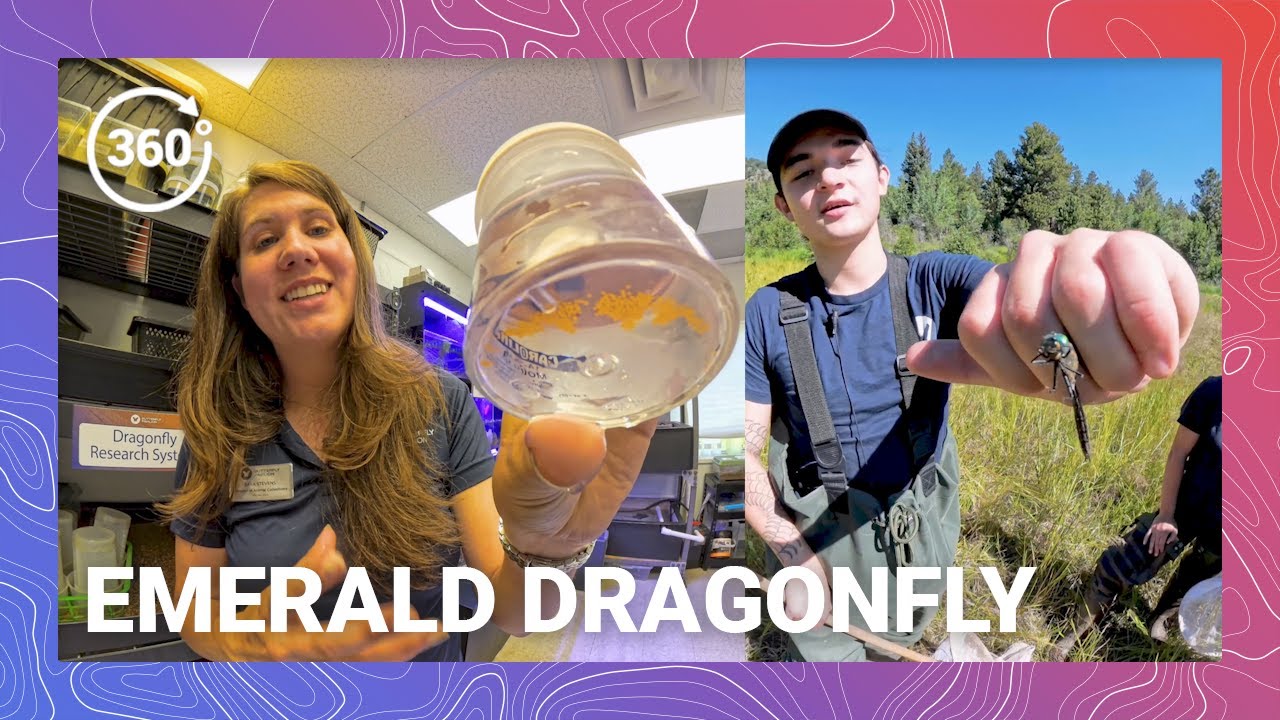 Raising Baby Dragons: The Science of Dragonfly Conservation