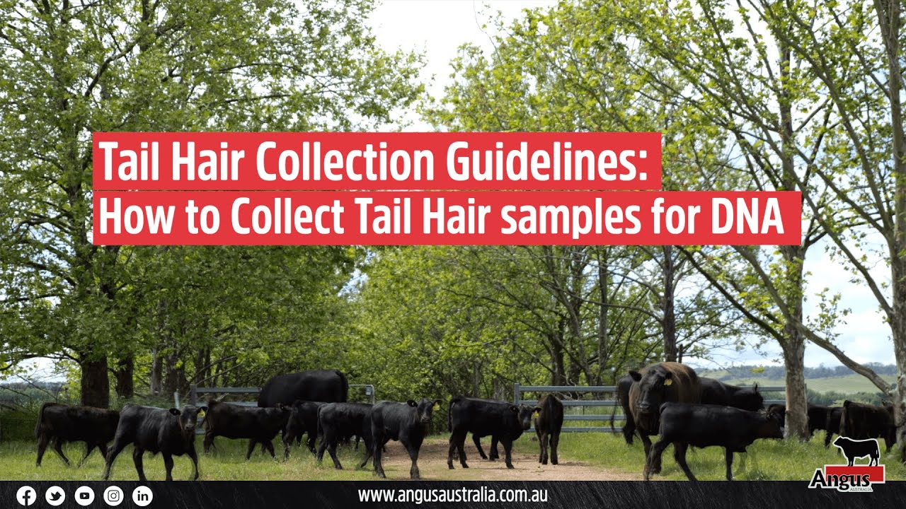 How to Collect Tail Hair DNA Samples