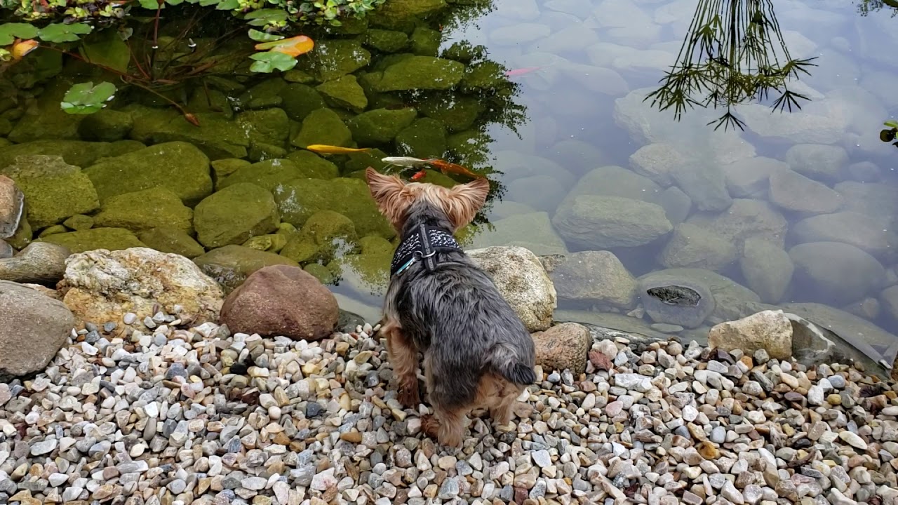 Yorkie Hunting Koi Fish