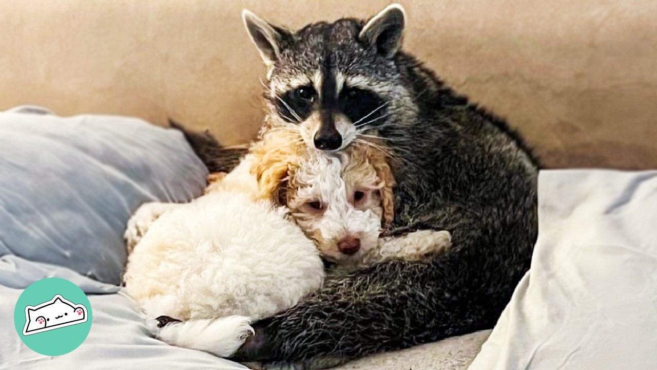 Racoon Needed A Play Buddy, So Family Got Him A Pup | Cuddle Buddies