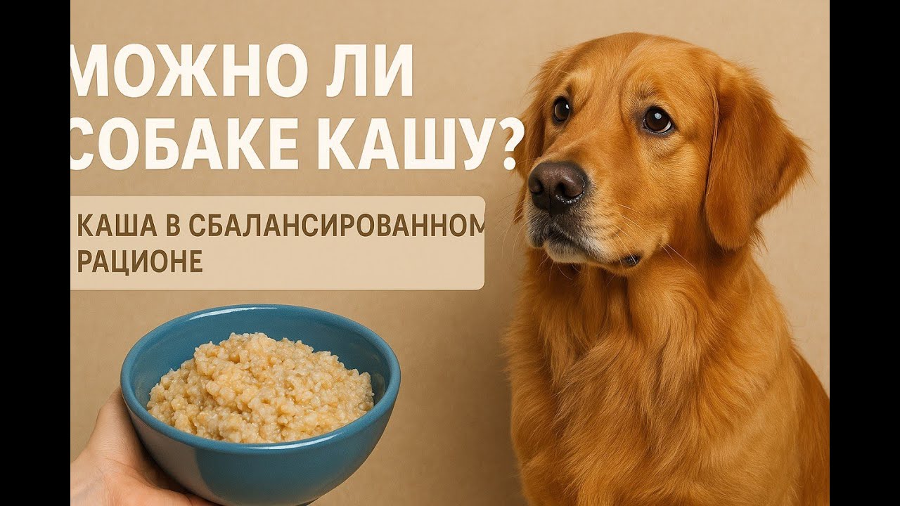Можно ли давать кашу собаке и почему каши являются  неотъемлемой частью сбалансированного рациона