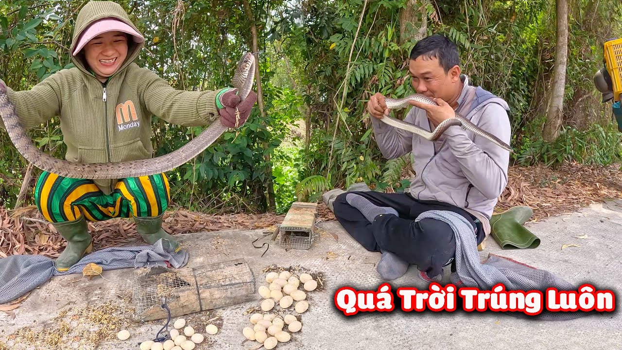 Quá Nhiều Trứng RẮN Trong Một Bẫy # CSSB # 28