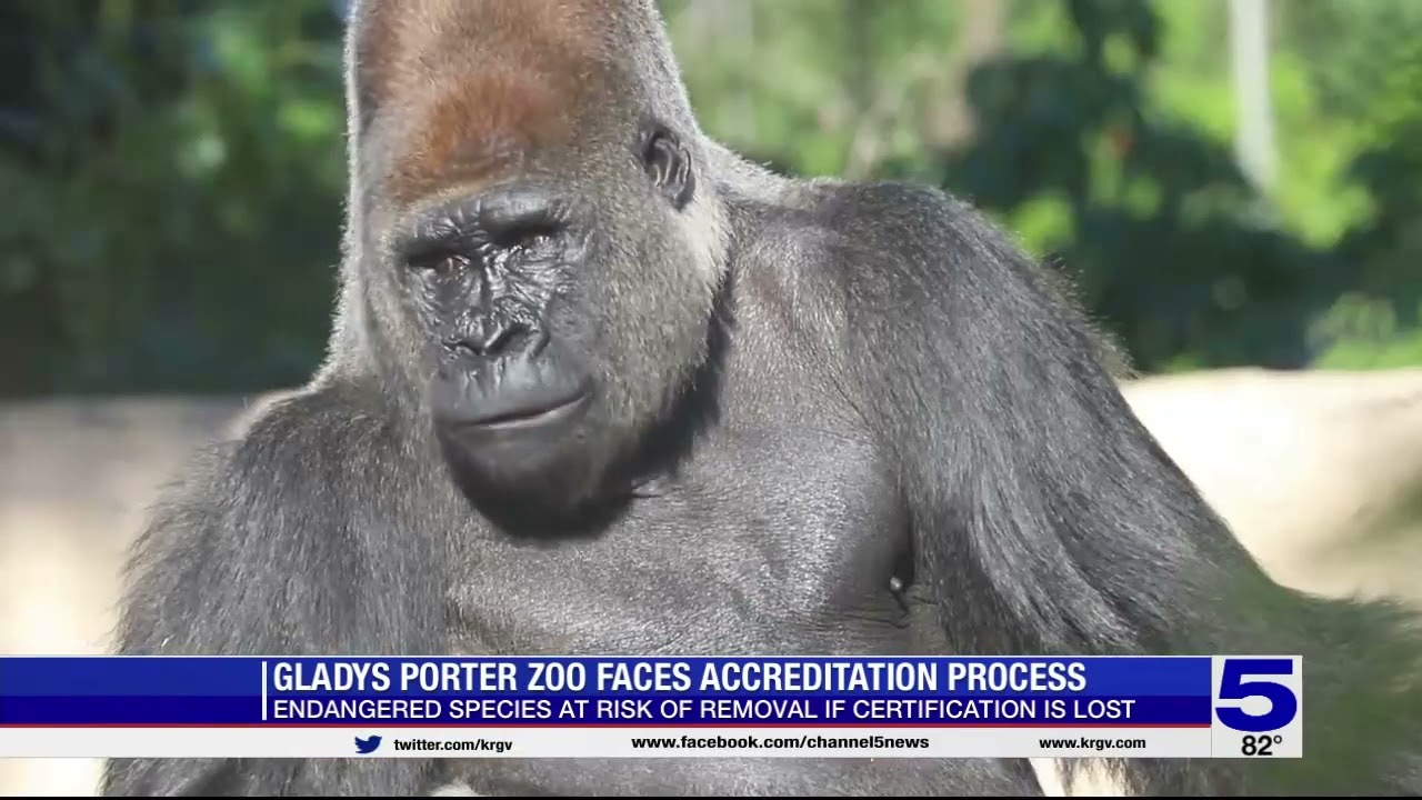 'We're going to need help,' Gladys Porter Zoo faces tough accreditation review