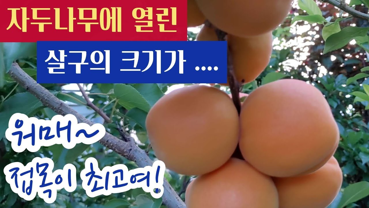 자두나무에 살구나무를 접목한 결과 - 살구가 야구공 만해요~🤑🤑 #접목의 장점 #접목방법