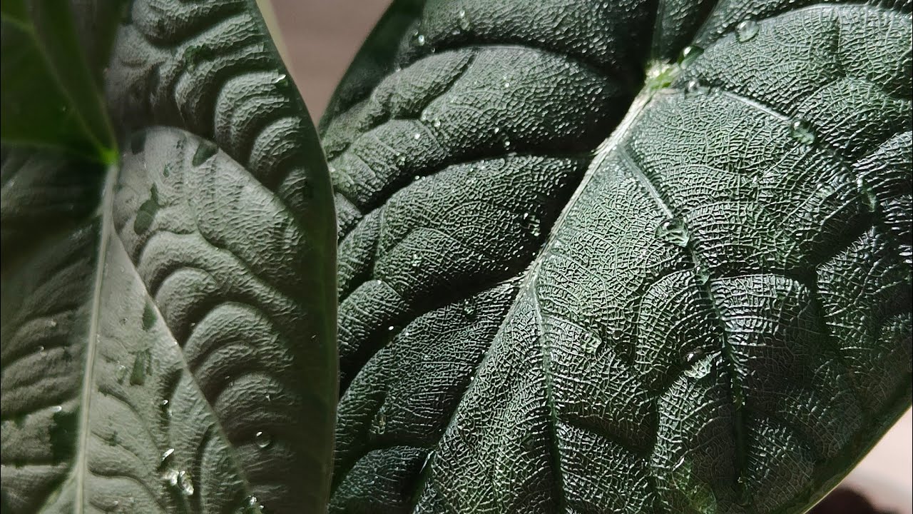 Алоказии /август 2024/... melo, Maharani, sanderiana 'Nobilis', sinuata, scalprum, micholitziana