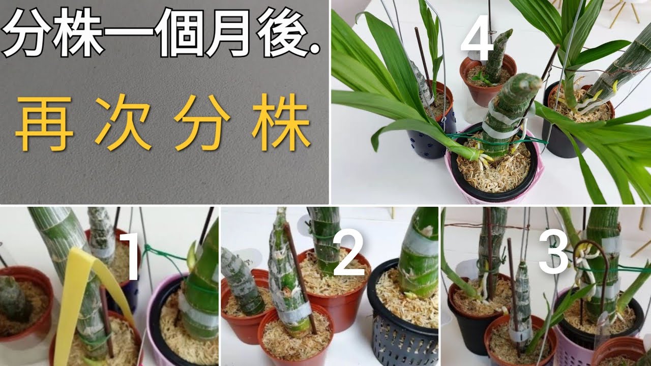 天鵝蘭種植 分株一個月後又要分株18／4／2022