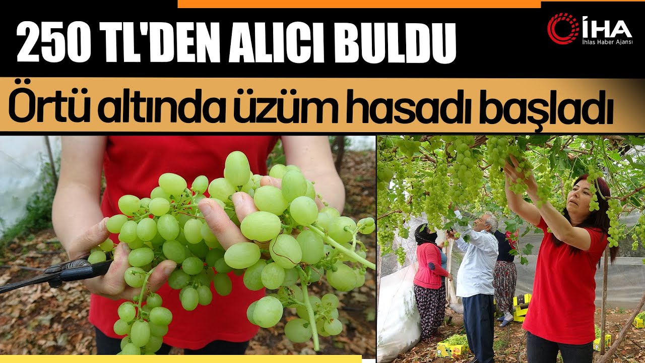 Turfanda Örtü Altında Üzüm Hasadı Başladı