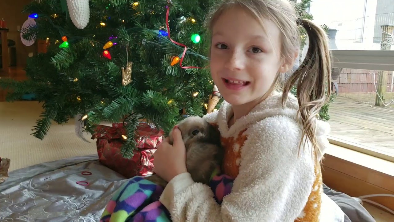 Skye got her Christmas surprise! a Holland lop rabbit