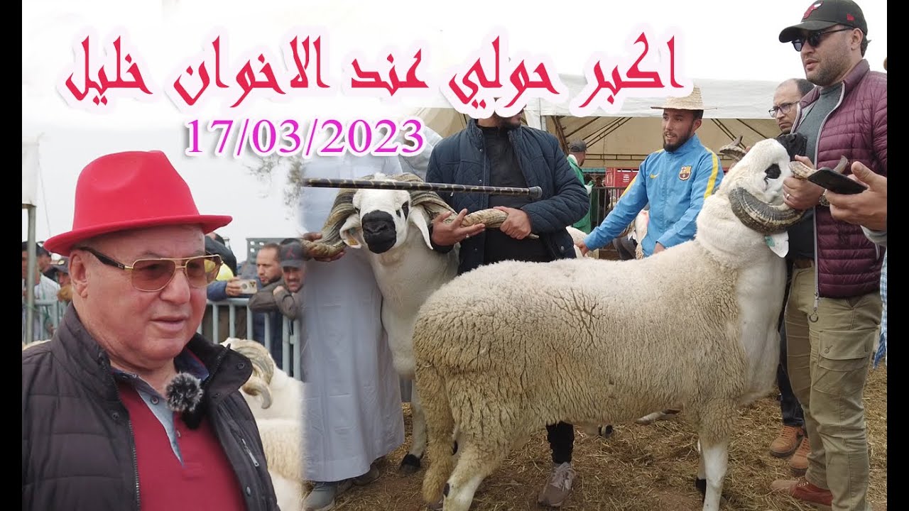 أكبر حولي في تجمع وشم فحول القراقرة .الاخوان خليل .الجزء الأول 17/03/2023