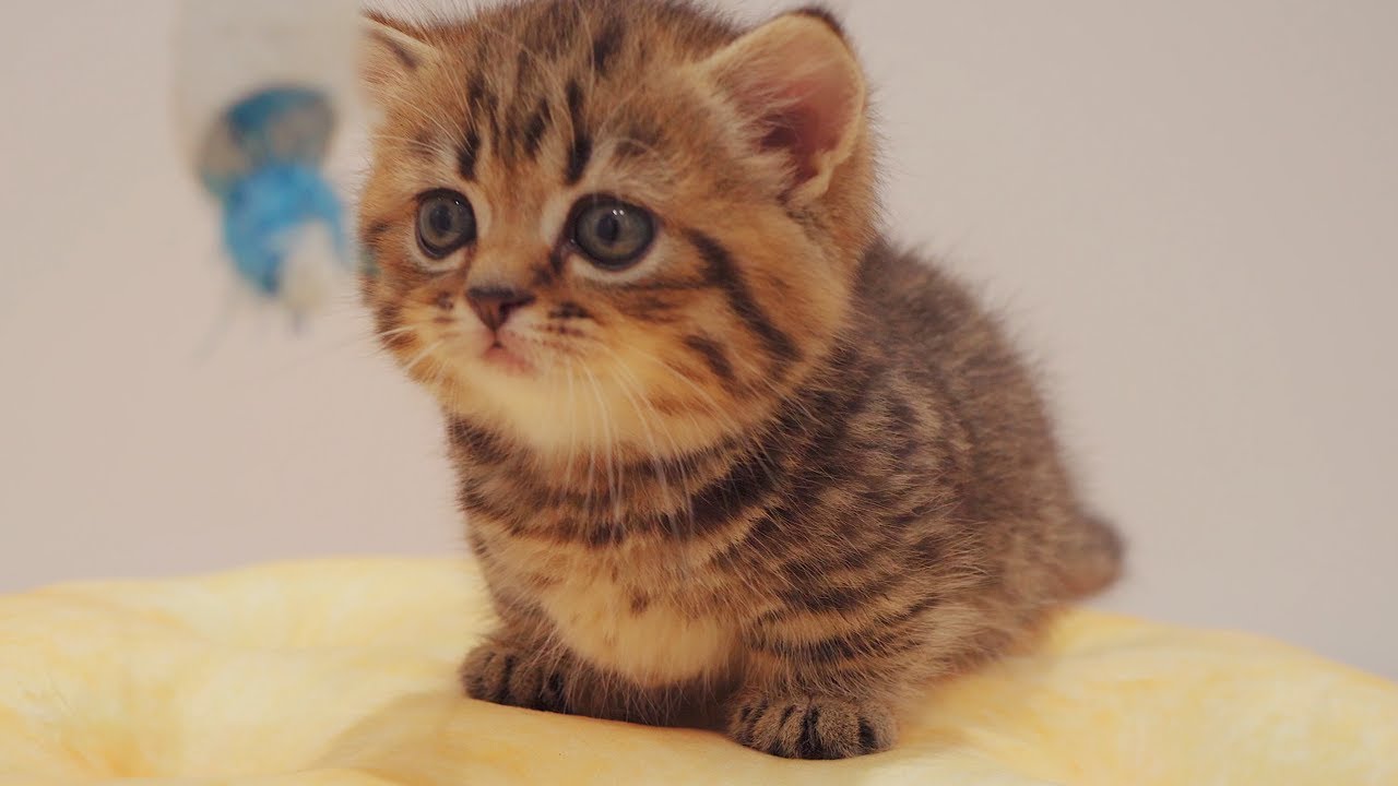 5cm Short Legs! Too Short to Play - Day 40 @ Baby Kittens Day 1 to Day 100 Lucky Paws Vlogs