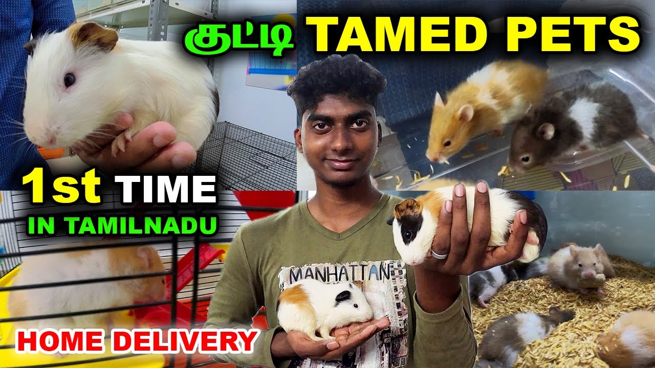 Tamed Pet Shop || குறைந்த விலையில் || Delivery Available || Guinea Pig, Hamsters &  Mice for Sale
