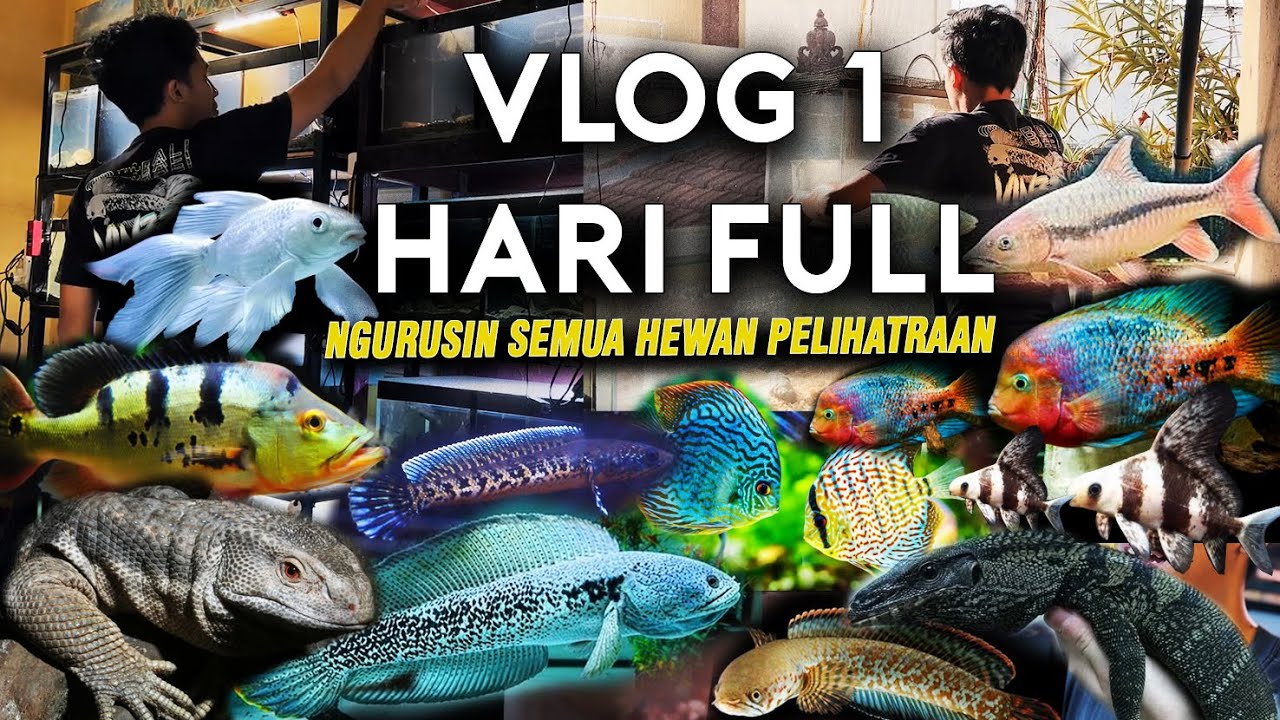 VLOG 1 HARI FULL NGURUSIN SEMUA HEWAN PELIHARAAN !!!!