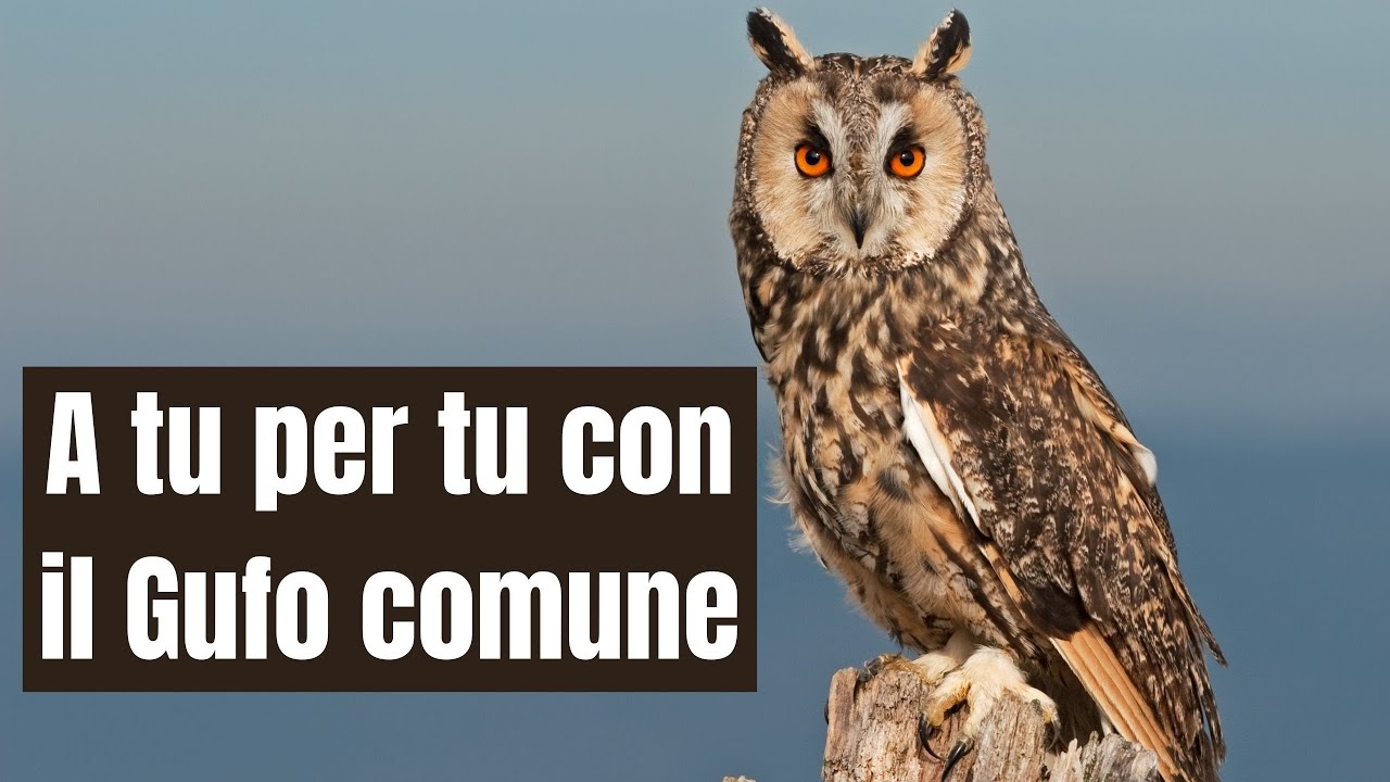 A tu per tu con il gufo comune