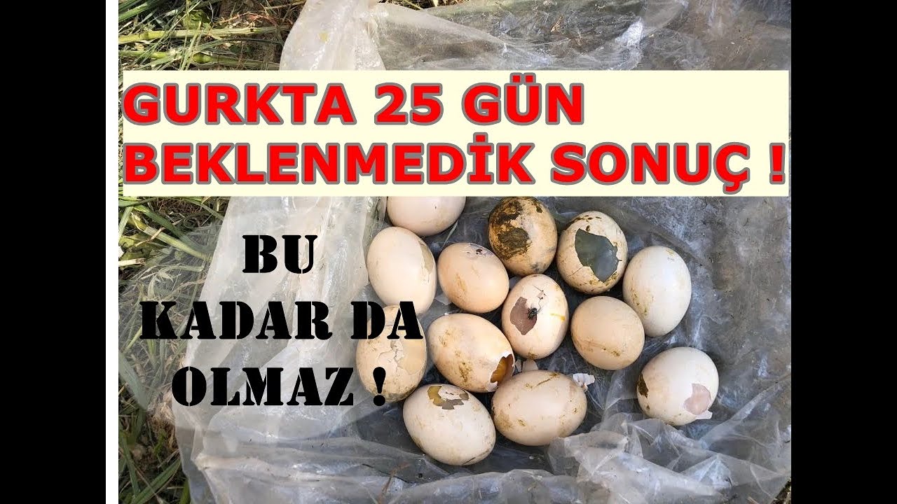 Gurkta hint yumurtalarım sürpriz sonuç #hinttavuğugurk #hinthorozu #yavruhint #hintcivcivler