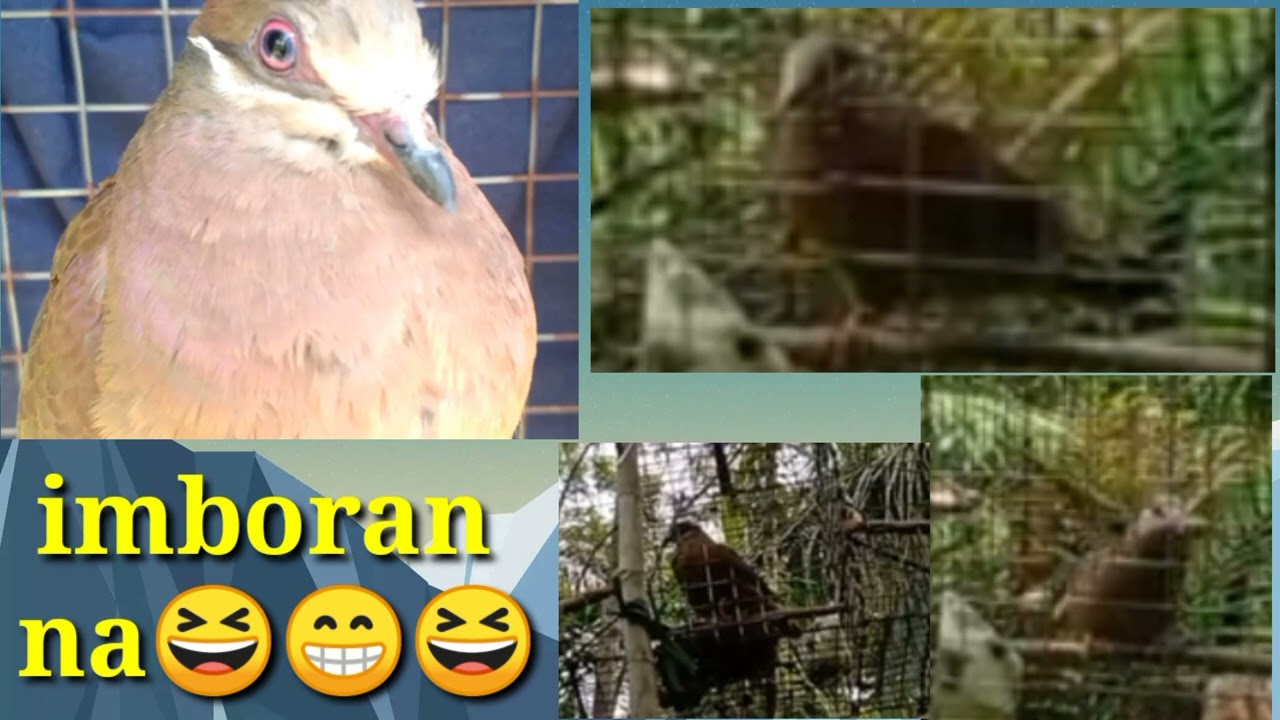 imbor ng alimokon para mabilis lumapit Ang mga layaw#birdsound #alimokonhunting#alimokonsounds