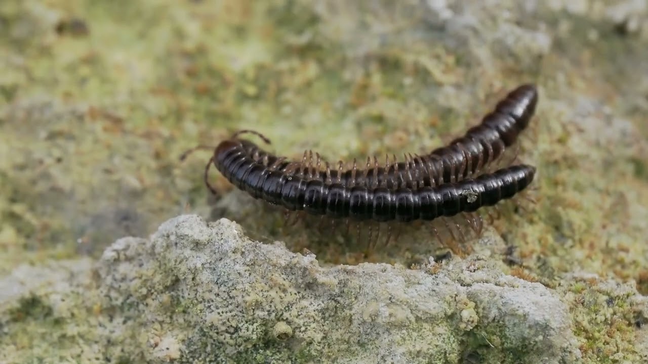 Paradoxical Keeled Millipedes Family, Paradoxosomatidae