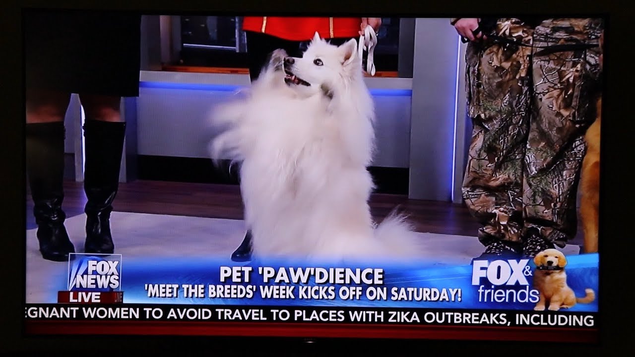 Sizzle Reel - Atka, the Amazing Eskie Dog Trick Team