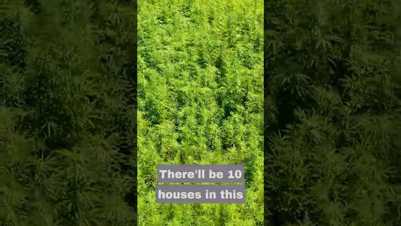 Growing Homes in 14 Weeks | Hemp Homes Grown 7kms Down the Road #hemp #organic #homebuilder