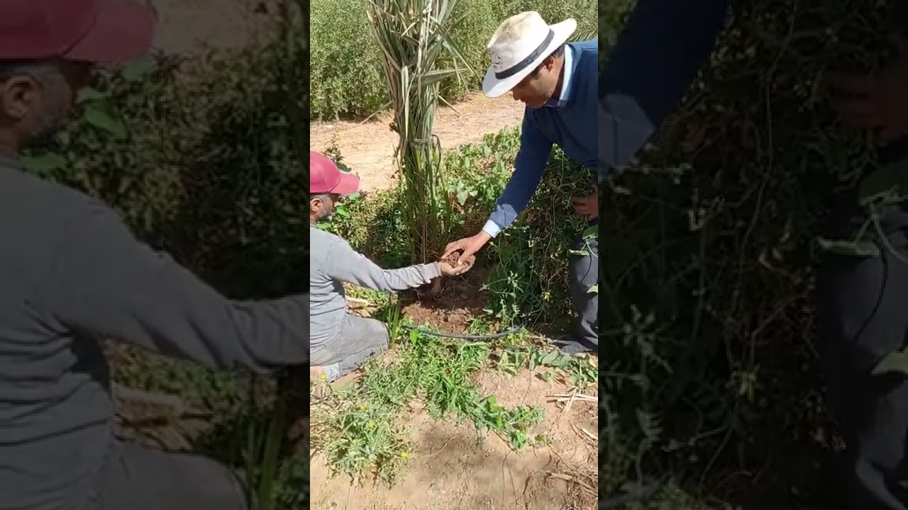الاثار السلبية لترك الغضاء ( الكيب )علي الفسيلة  مدي طويلة