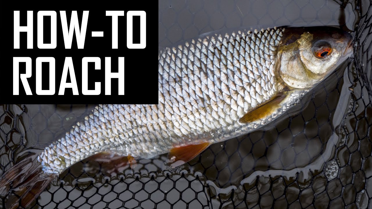 How to CATCH RIVER ROACH on a STICK FLOAT?