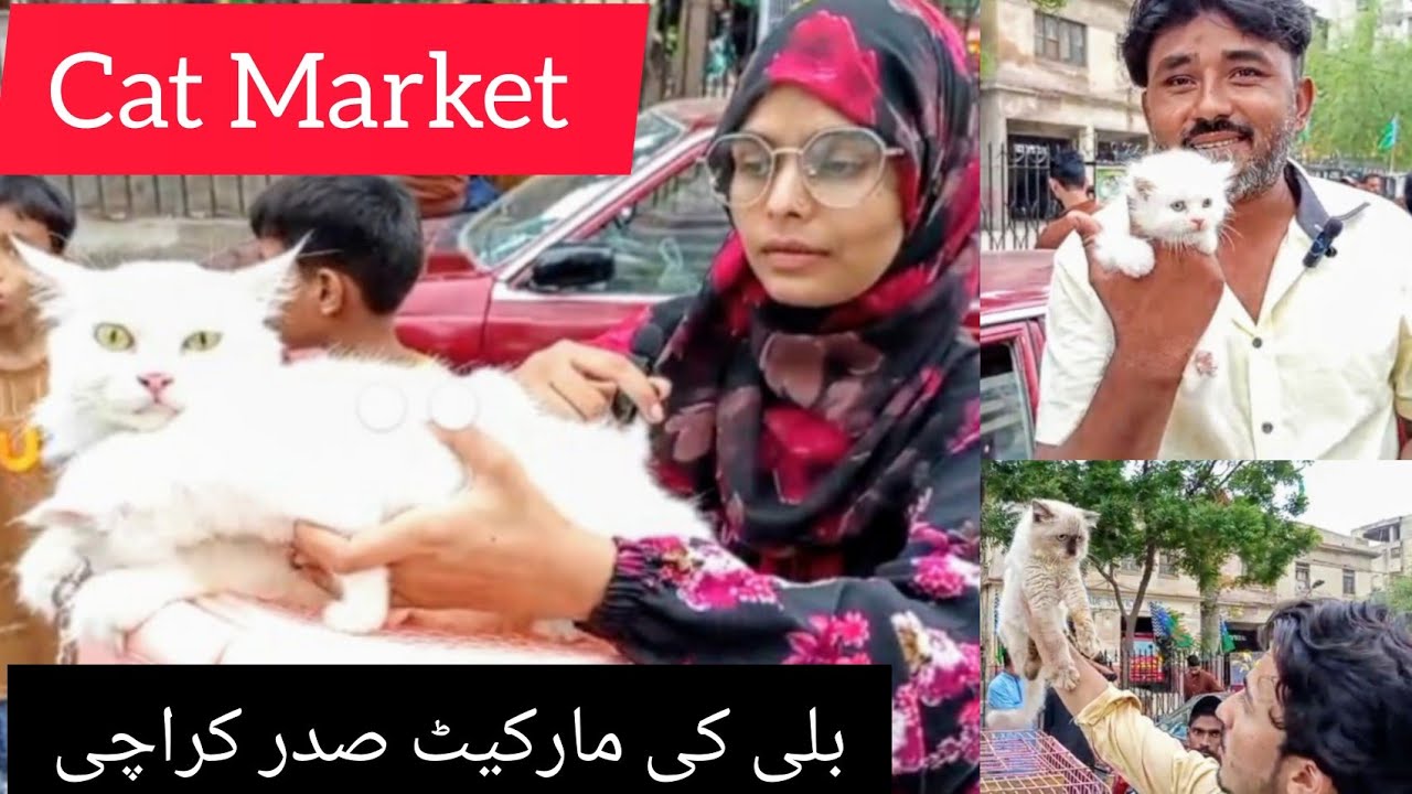 Cat Kittens Market in Pakistan | Sunday Saddar Cats Market  | Persian Cat | Cats  