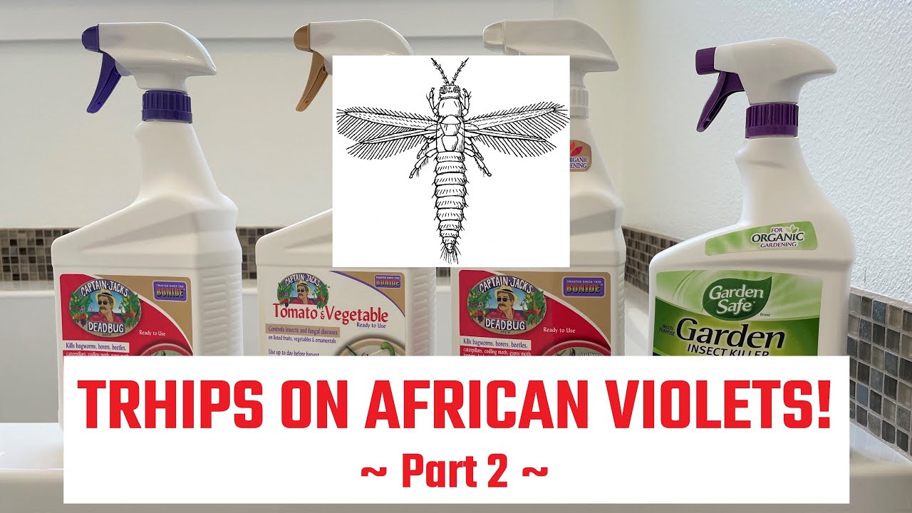 African Violets - THRIPS - Part 2 - Treatment, Prevention, Lessons Learned