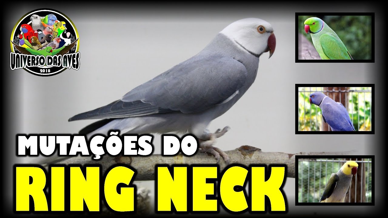 TODAS AS MUTAÇÕES DO RING NECK