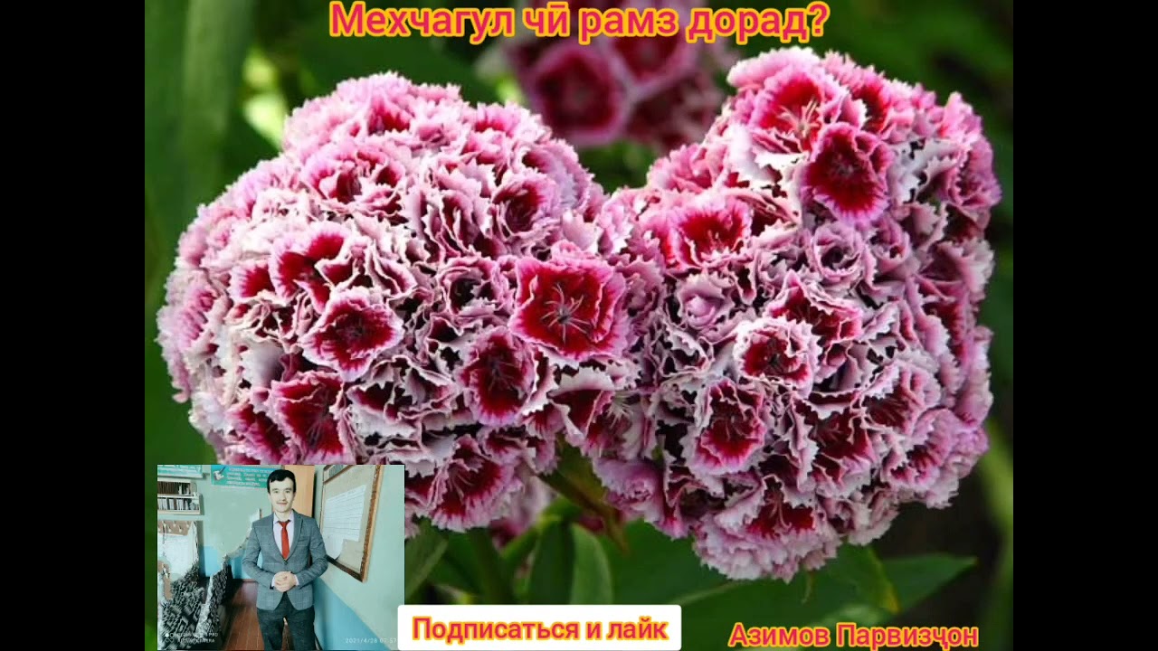 Мехчагул чӣ рамз дорад? Азимов Парвизҷон