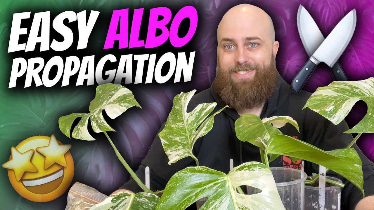 How to Propagate Monstera Albos the EASY WAY! | Monstera deliciosa 'Albo' Borsigiana Propagation
