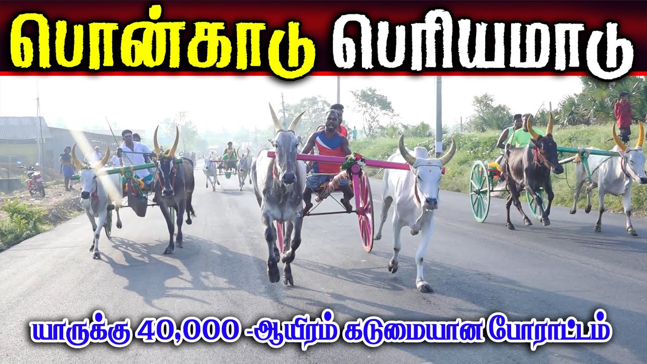 பொன்னாங்கண்ணிக்காடு பெரியமாடு (07.02.2026) பந்தயம் #perai_raj_digital #reklarace2026