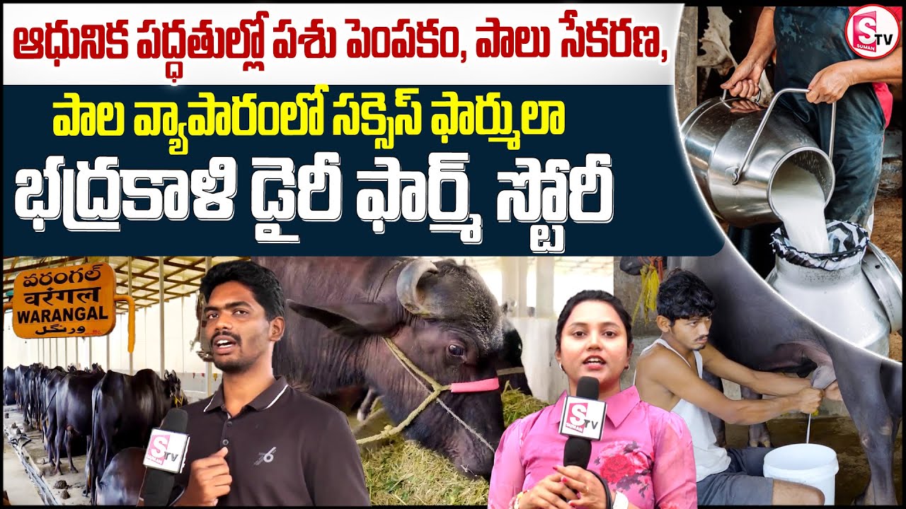 ఇప్పుడు భద్రకాళి డైరీ ఫార్మ్ నుండి పాలు నేరుగా..| Bhadrakali Dairy Farm – Pure Milk Direct to Home