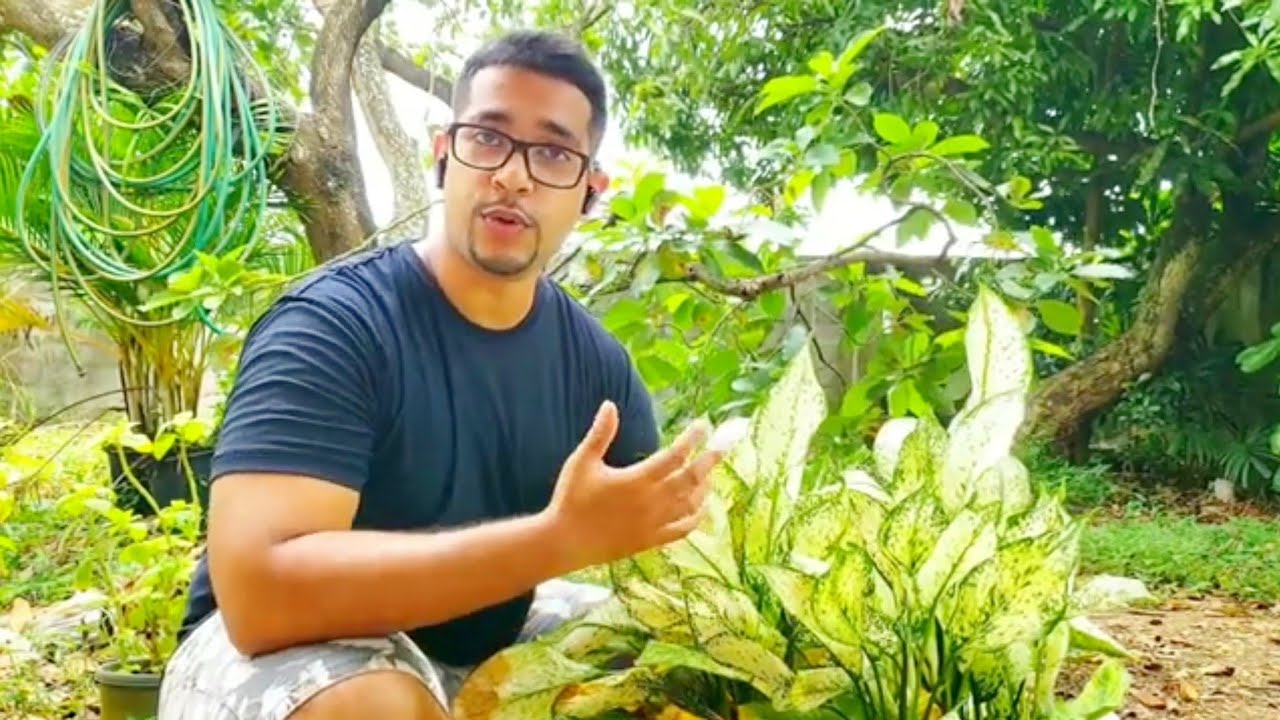 Propagating Ornamental Plants 101 | Gardening in Trinidad and Tobago