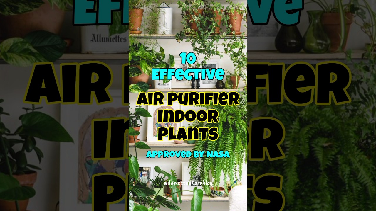 Best air purifier houseplants / indoor plants for oxygen & clean air #shorts #airpurifyingplant