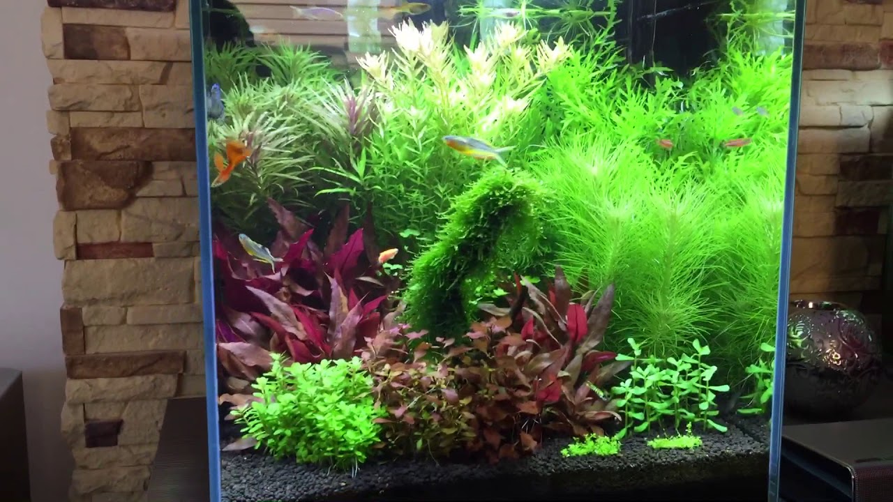 Akwarium roślinne kostka planted aquarium cube optiwhite Aquael Leddy Slim Advanced Soil Ada fish