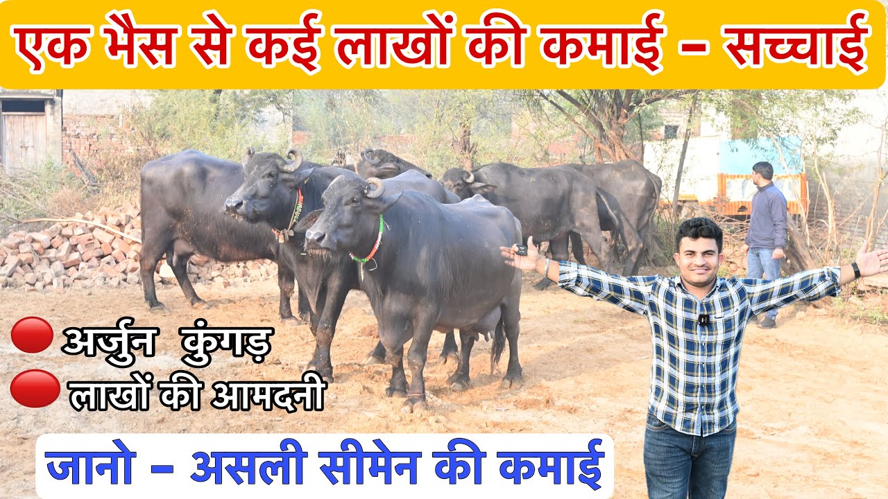 कई लाख कमाई - एक भैस से । अर्जुन कुंगड़ की बेटी - एक सीमेन का कमाल ।
