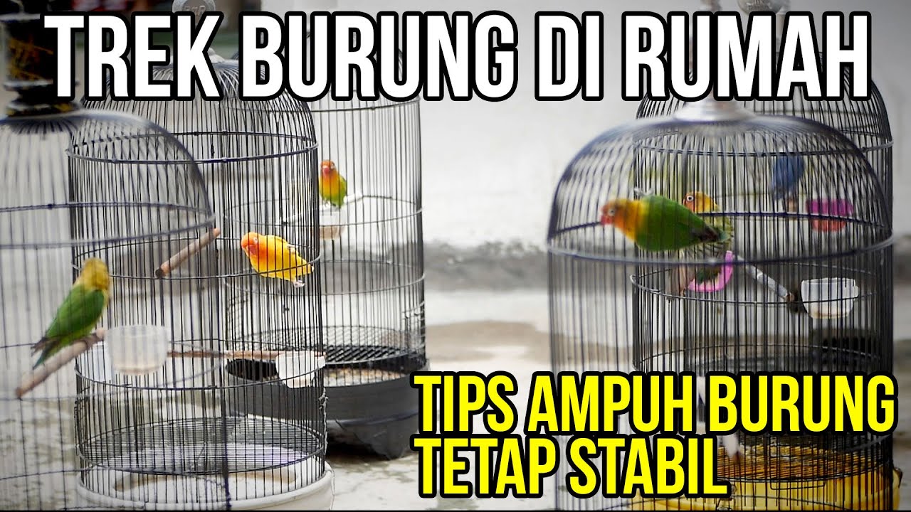 Kicau Mania, Ini Tips Excellent Rawat Burung Ketika Lomba Tidak Ada Karena Corona