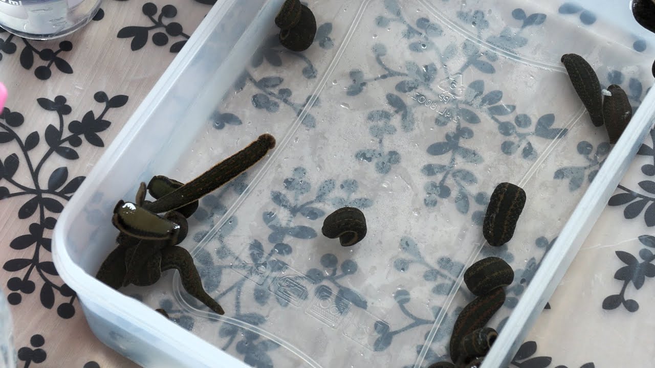 Pijawki lekarskie wracają do łask &ndash; sprawdź, jak mogą pom&oacute;c Tobie!
