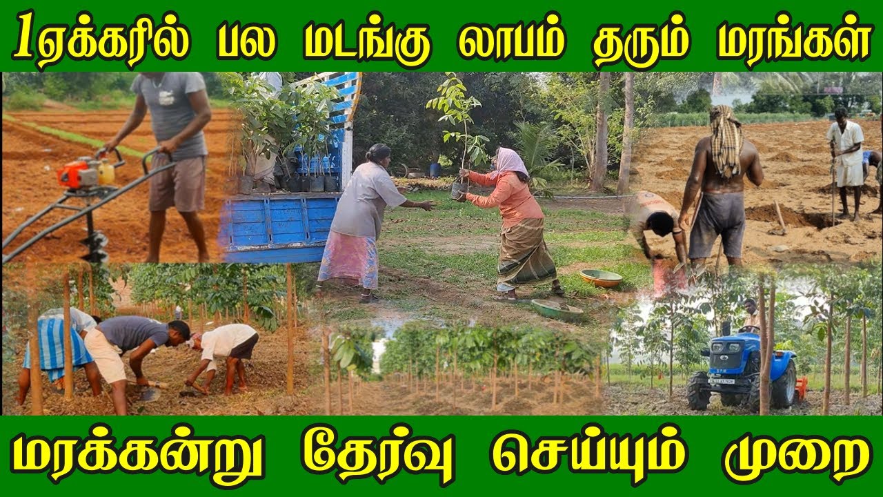மரப்பயிர் செய்ய இத பாருங்க | பல மடங்கு லாபம் தரும் மரங்கள் | Teak wood Plantation & Maintenance