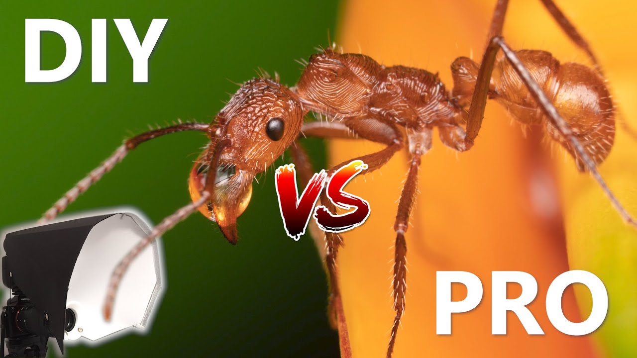 Profi Blitz Diffusor für Makrofotografie VS. DIY Diffuser