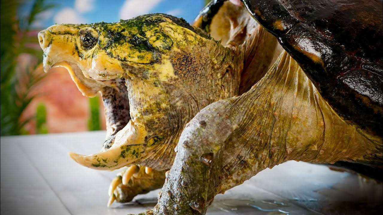 Garden State Tortoise Rescue: MASSIVE Turtle Update!
