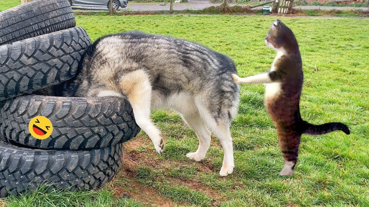 Hilarious Animal Moments You NEVER Saw Coming!😁🐶🐱🐾🐓🐷