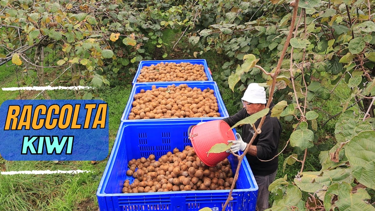 COME FACCIAMO LA RACCOLTA DEI KIWI