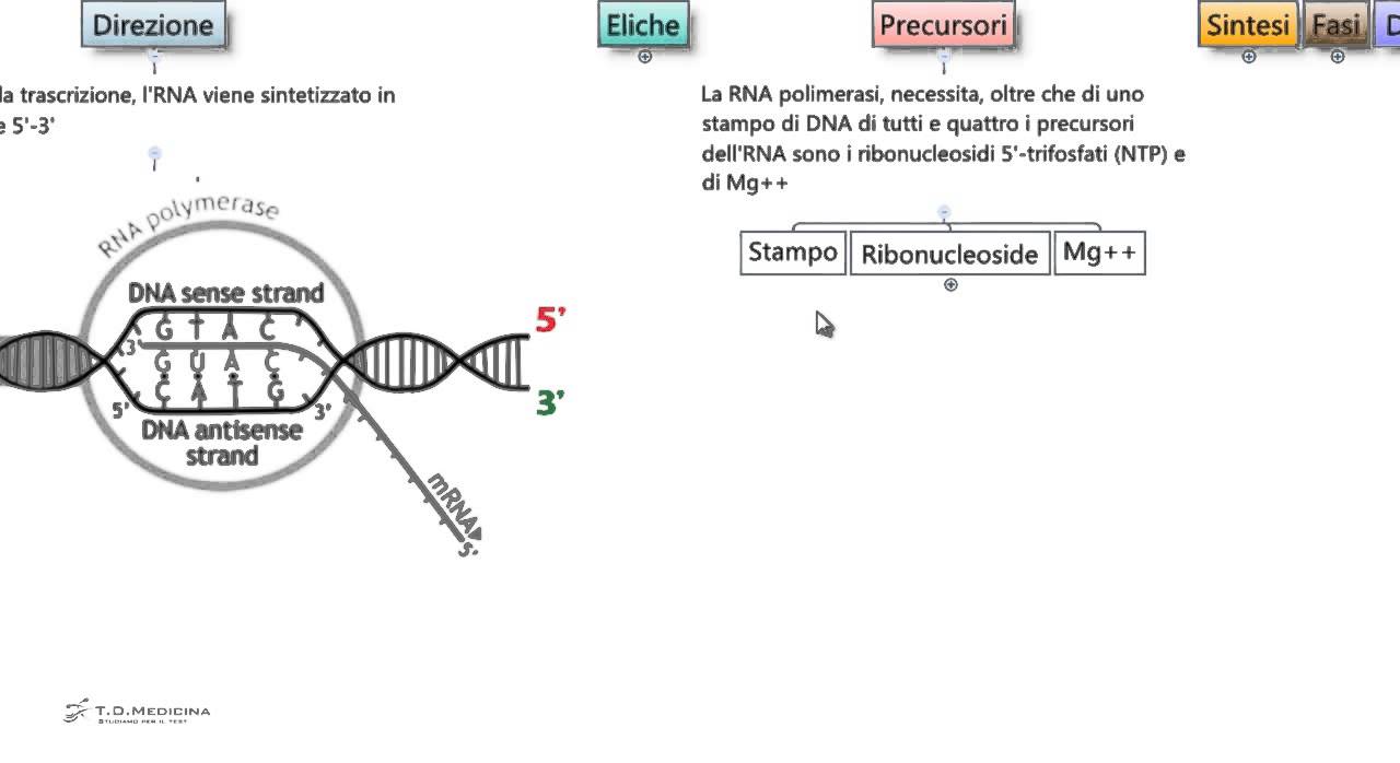 Test Medicina - Trascrizione